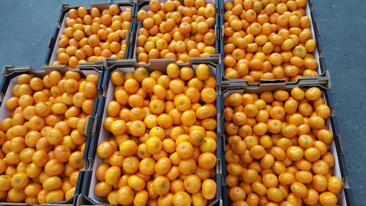 Citrus distributor, Miami, Hialeah, Fort Lauderdale Tocumen Produce