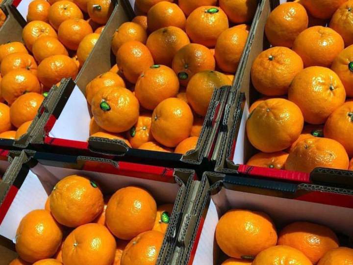 Citrus Market Miami Dade