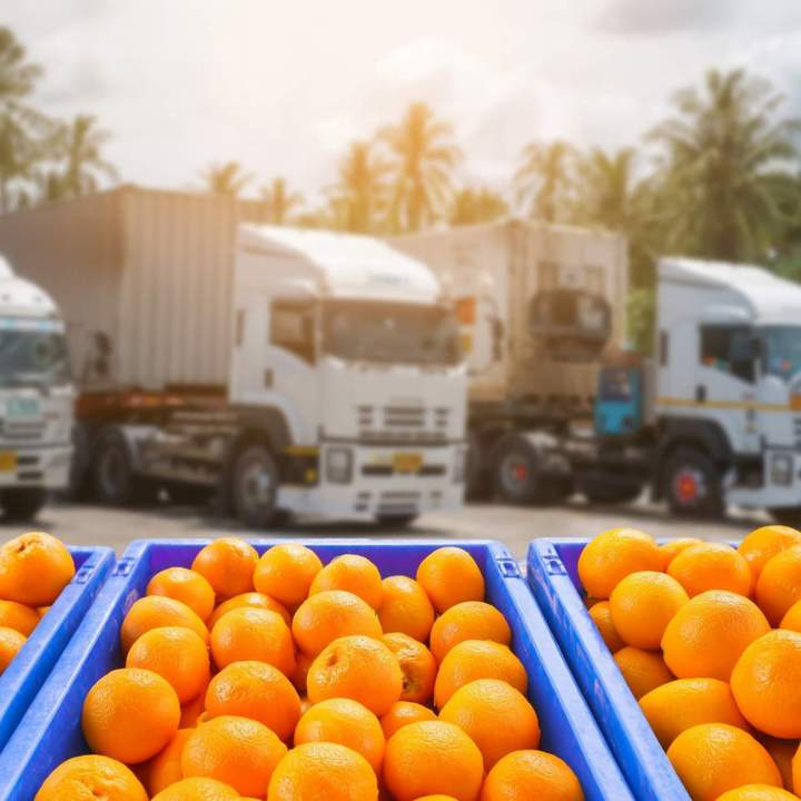 Citrus Supplier Miami-Dade