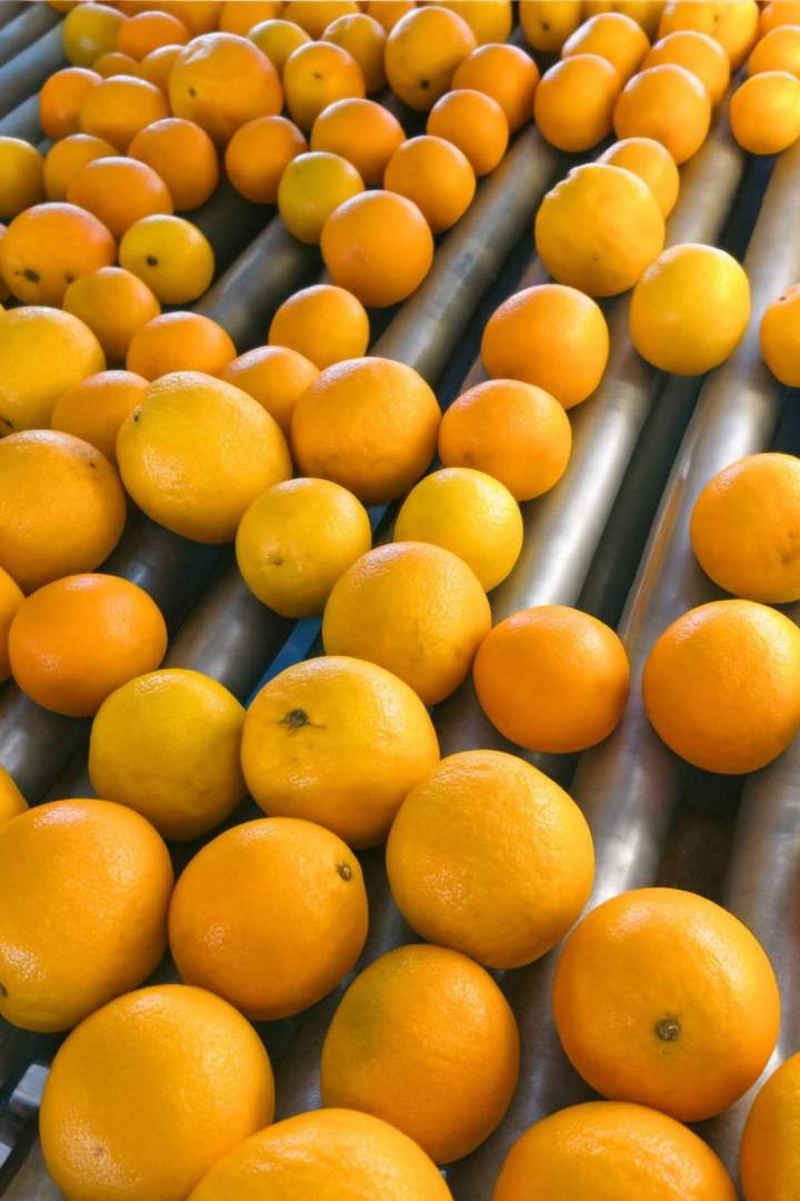 Fruit Import Miami-Dade