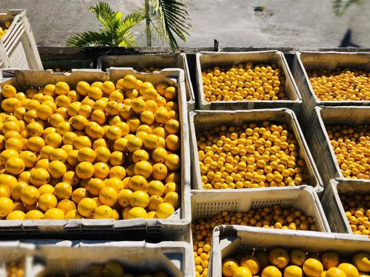 Fresh Lime Deals Miami Dade