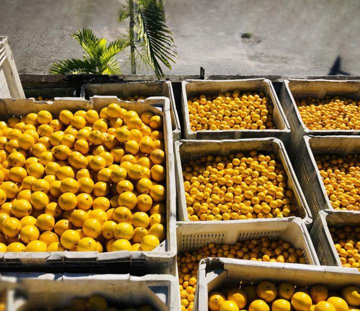 Fresh Lime Deals Miami Dade