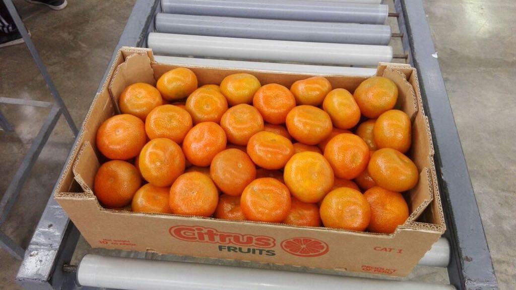 Citrus distributor, Miami, Hialeah, Fort Lauderdale Tocumen Produce