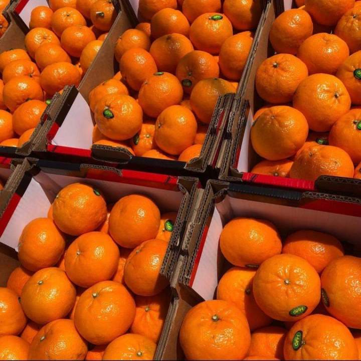 Citrus Distributor, Hialeah